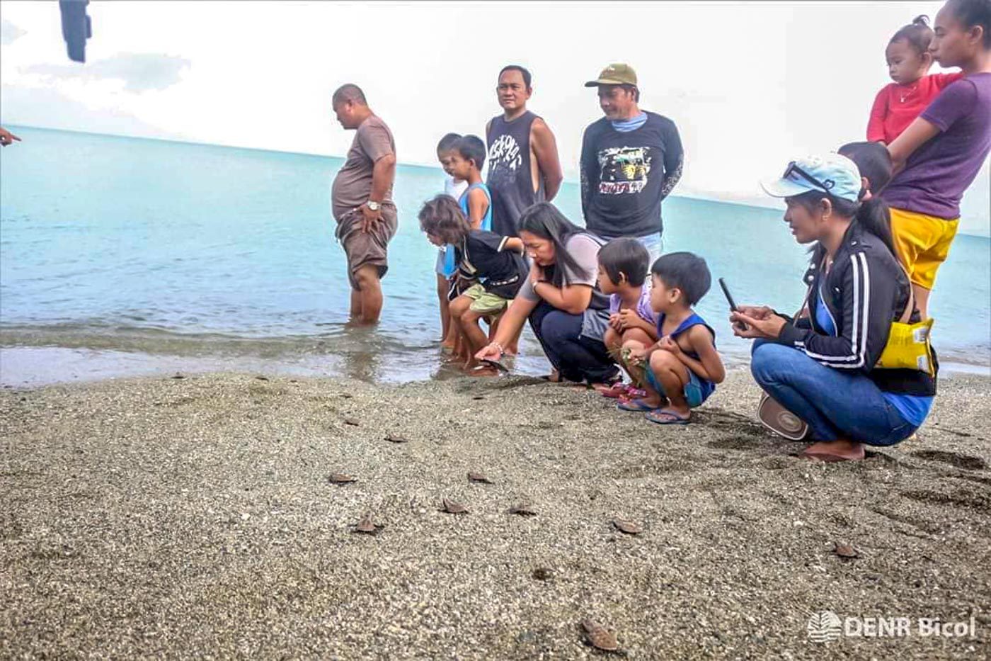 LOOK: Sea turtle hatchlings released in Albay waters