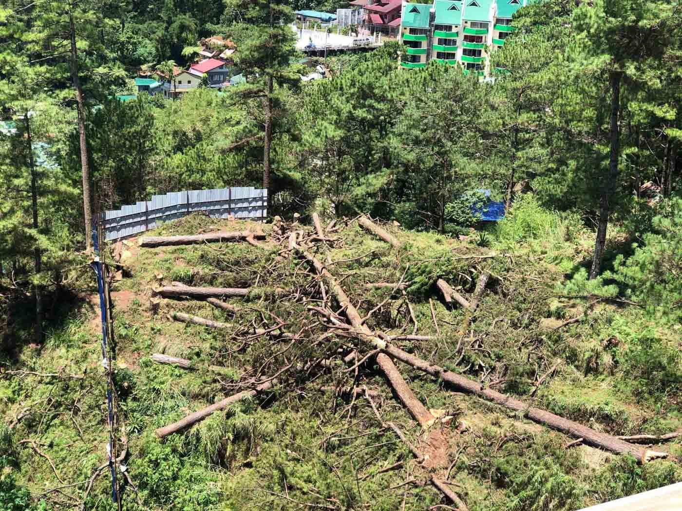 Villar’s realty group begins cutting 53 pine trees in Baguio