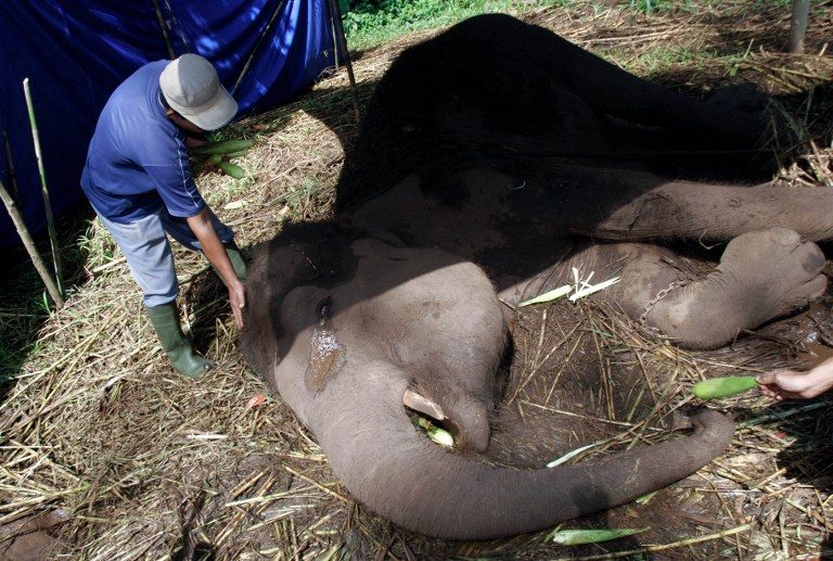 Disturbing trend: Critically endangered elephant is latest animal to die in an Indonesian zoo
