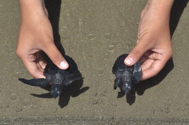 RELEASED. A local tourist releases sea turtles, hatched at a conservation center, into the ocean in Pariaman, West Sumatra. Photo by AFP/Adek Berry 