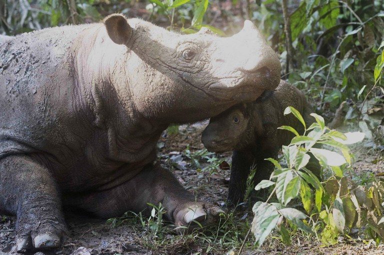 LOOK: Rare rhino born in Indonesia takes breed one step away from extinction