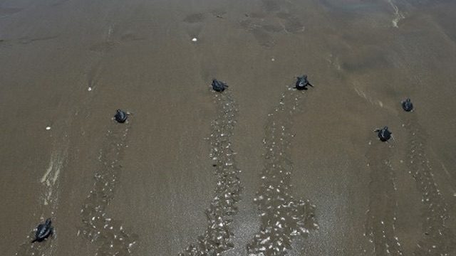 FINALLY FREE. Sea turtles find their way to the ocean after being released by a group of local tourists visiting a conservation centre in Pariaman, West Sumatra. Photo by AFP/Adek Berry 