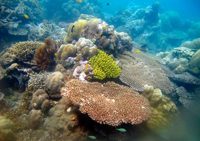 Scientists discover ‘bright spots’: A miracle in Indonesia’s depleting marine life