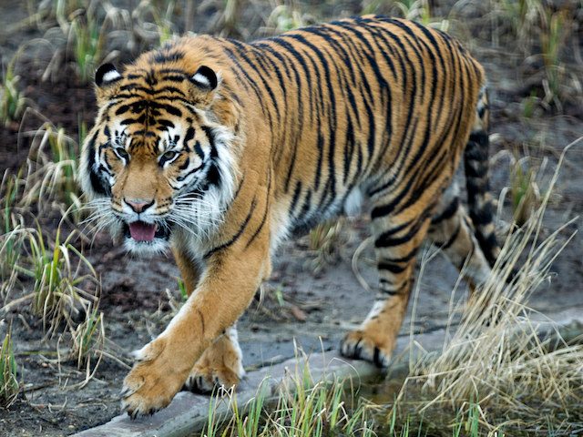 Indonesia arrests men accused of poaching Sumatran tigers