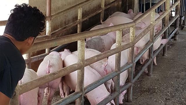 Swine shipment from Negros Occidental to Cebu gets green light