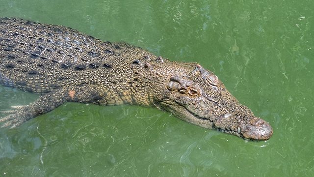 Crocodile kills high school student in Palawan