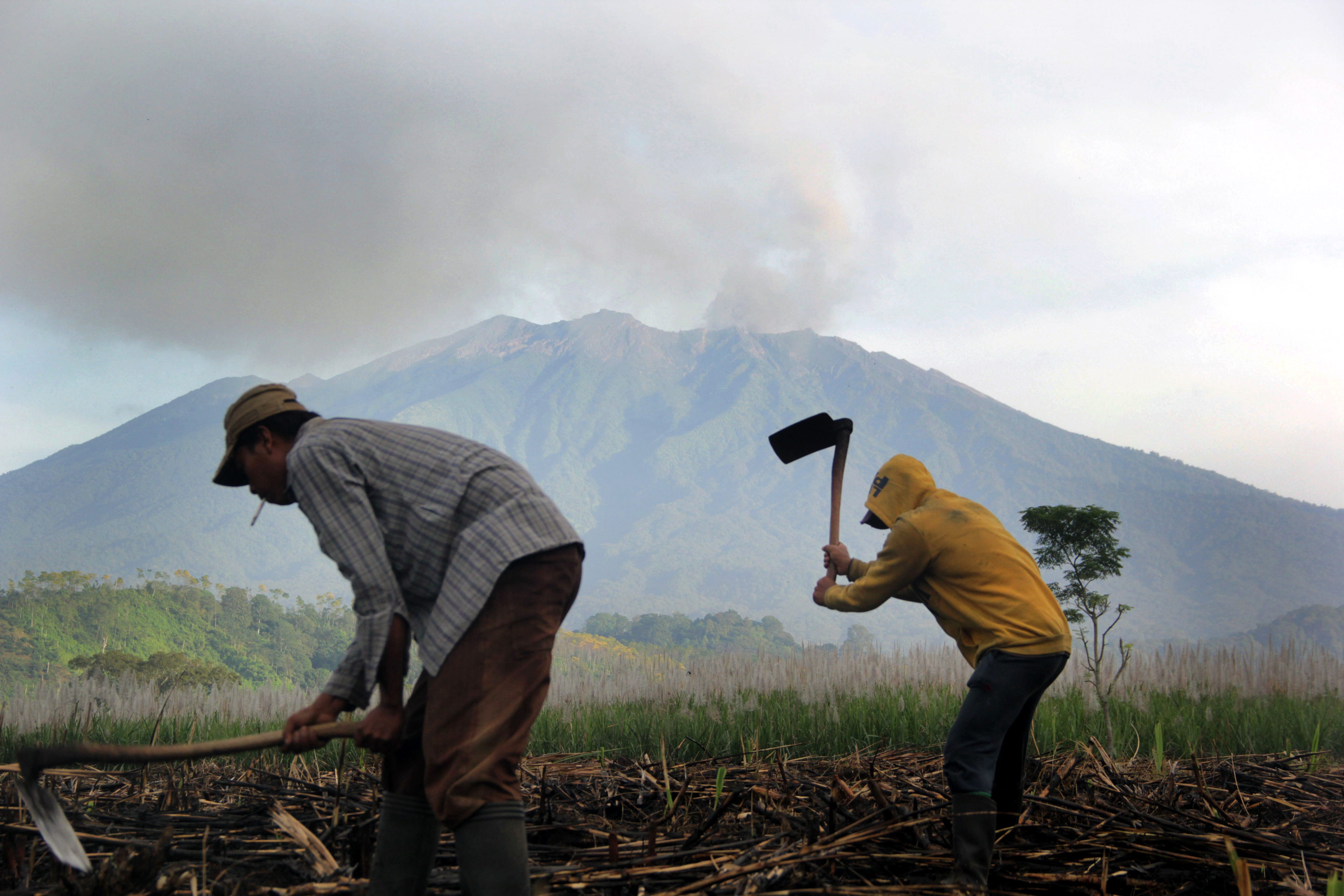 Para petani tetap menggarap lahan mereka di dekat Gunung Raung yang berasap. Sejauh ini tidak ada warga yang diungsikan. Foto: EPA/CANDRA BUDI 
