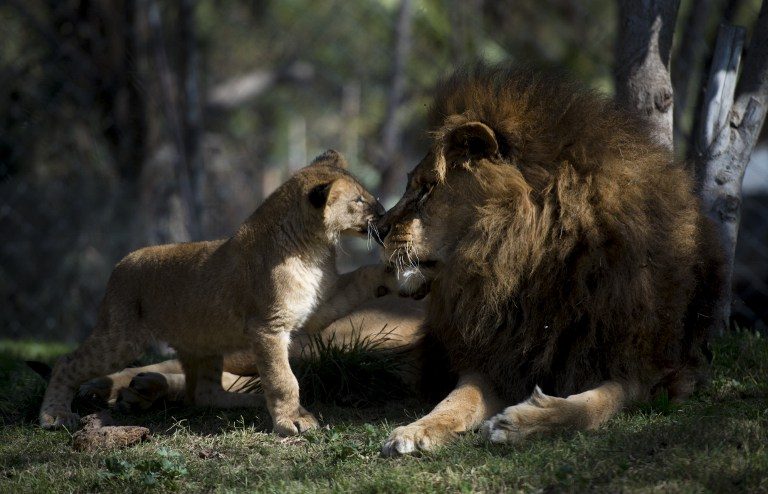 ANIMAL VASECTOMY. A Chilean lion named Maucho greets one of his cubs in the Buin zoo, in Santiago, on May 4, 2017. A surgery to reverse the lion's vasectomy made it possible for him to breed again, after a pioneering medical procedure that could help the reproduction of endangered species. Photo by Martin Bernetti/AFP  
