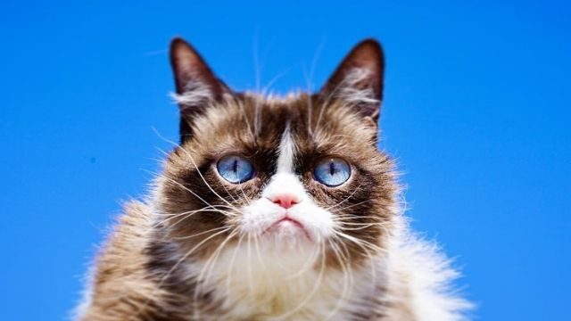 Internet-famous Grumpy Cat dies at age 7
