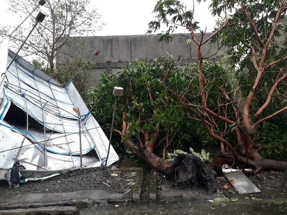 UPROOTED. Trees at a residence in Alicia are knocked down. Photo by Leah Javier 