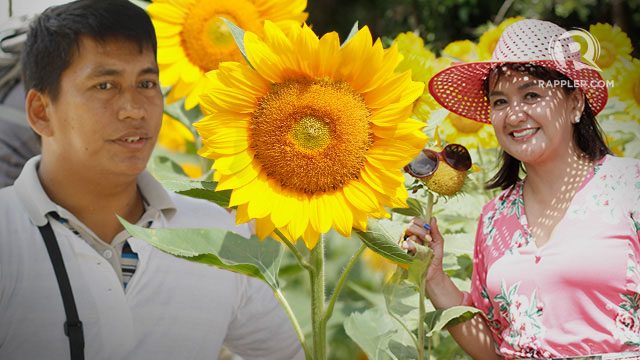 Sunflower farm in Quezon plants seeds of hope for PWDs