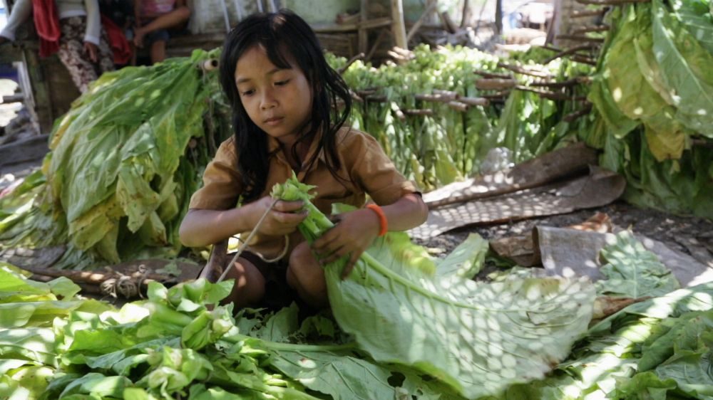 NIKOTIN. Seorang pekerja anak sedang menyusun daun tembakau yang masih basah yang berbahaya bagi kesehatannya, karena nikotin lebih banyak terkandung pada daun yang basah daripada kering. Foto oleh Human Rights Watch 