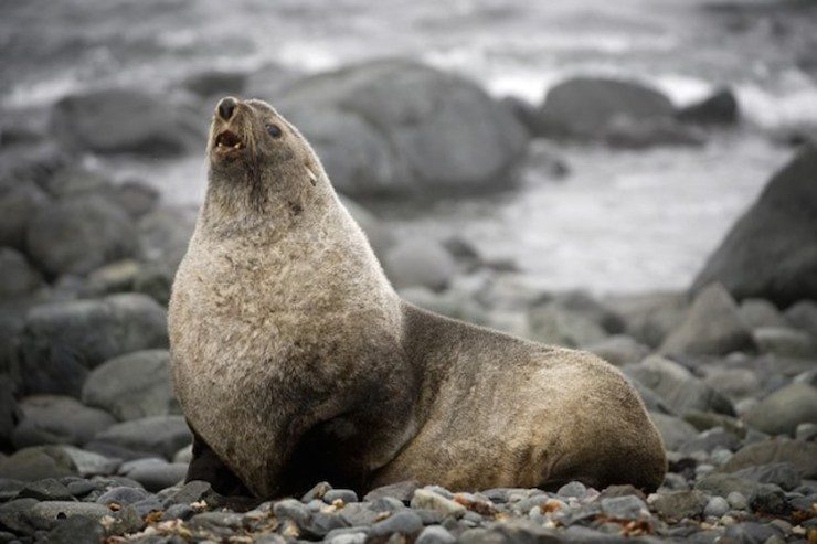 Climate change ravaging Antarctic fur seals – study