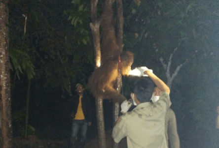 BKSDA Aceh sita orangutan yang dipelihara petani