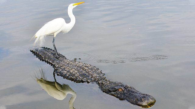 Crocodiles and birds were ‘prehistoric bedfellows’