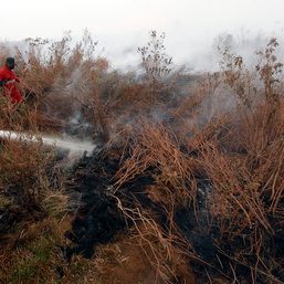 Jokowi didesak turun tangan tindak perusahaan pembakar hutan