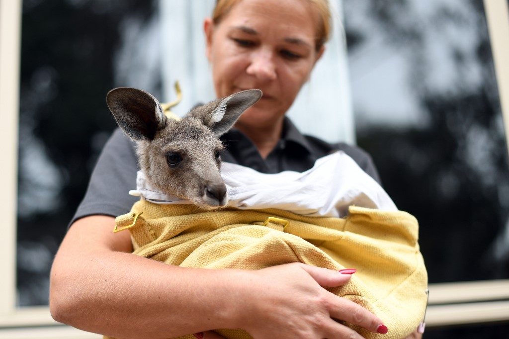 Australian animals face extinction threat as bushfire toll mounts