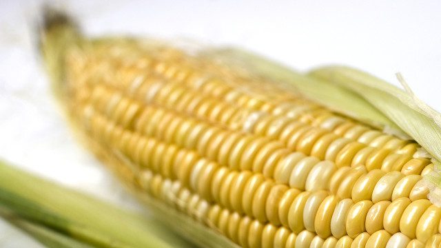 EU clears 19 genetically modified products