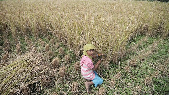 DOLE widens ban on child labor in agriculture