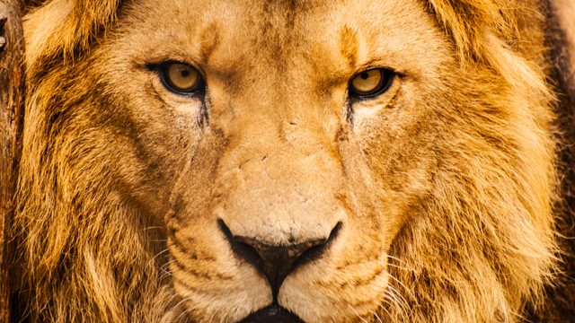 Suspected poacher eaten by lions in South Africa