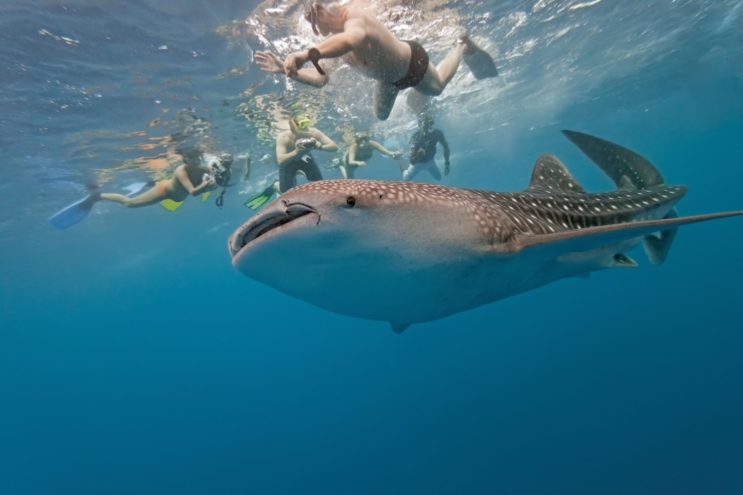 STAY BACK. A group of snorkelers keep their distance from a whale shark. Photo courtesy of Arvydas Kniuksta/123rf  