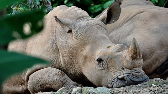 Malaysia’s last male Sumatran rhino dies – officials