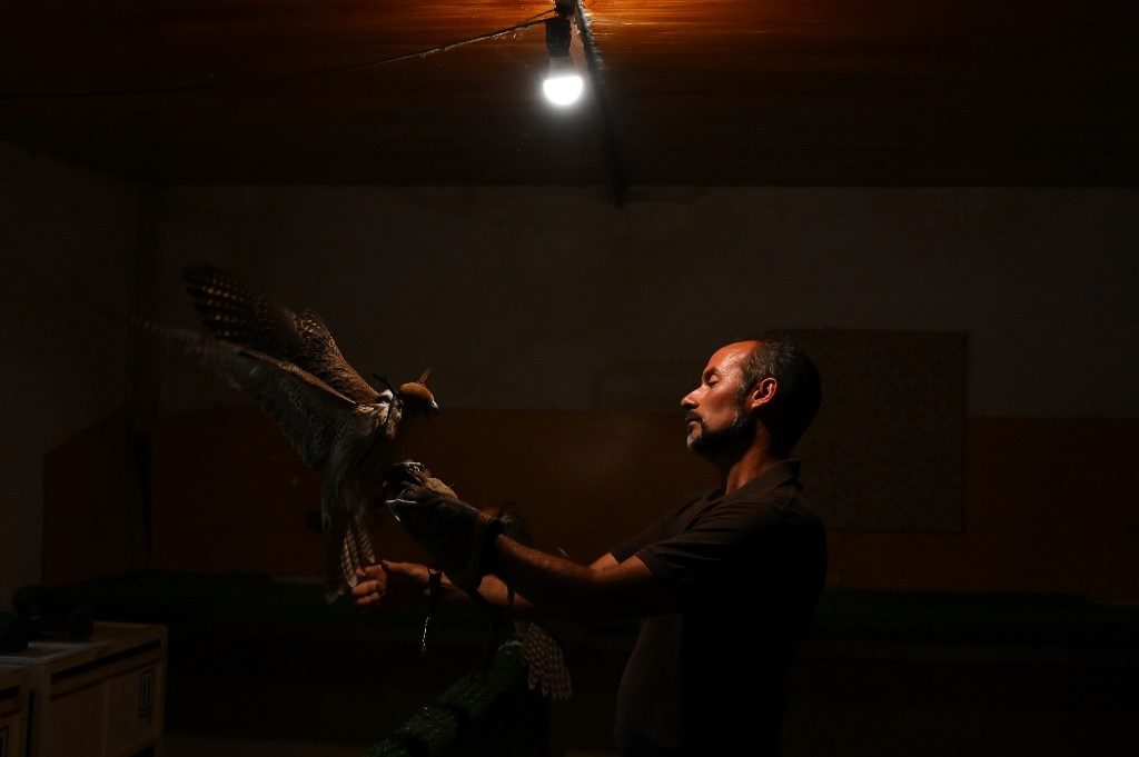 Spanish falcons feed Arab passion for raptor hunting