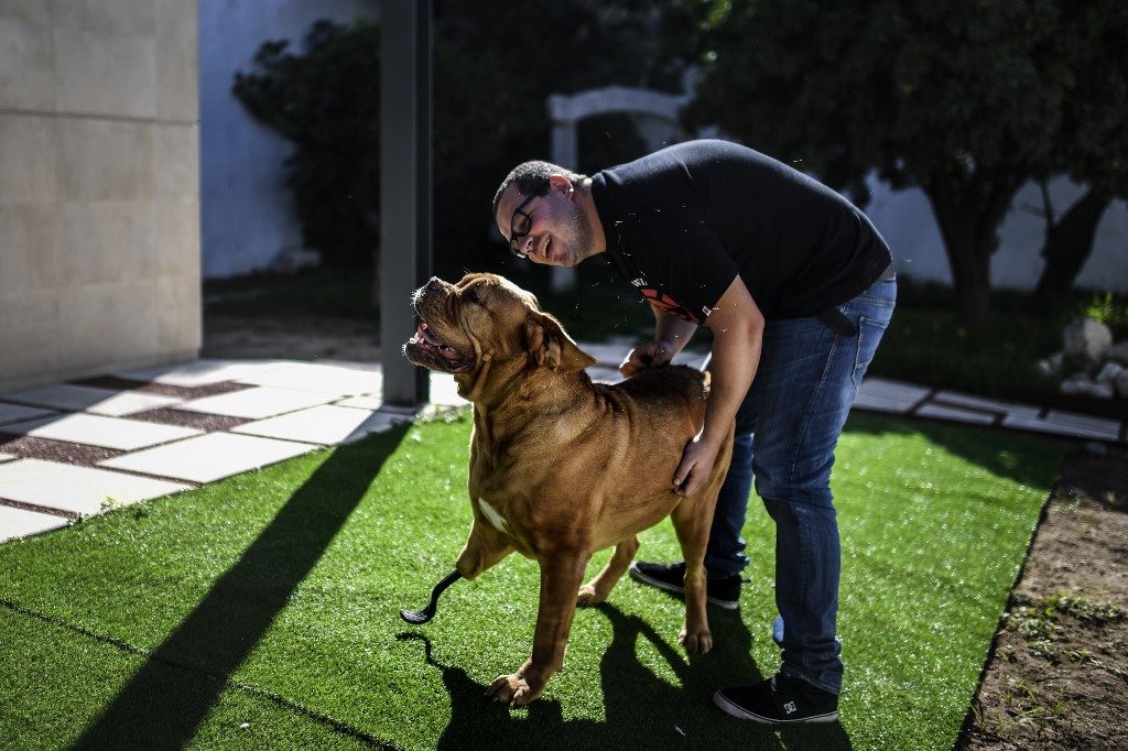 She can walk again – Ronda the dog’s pioneering prosthetic surgery