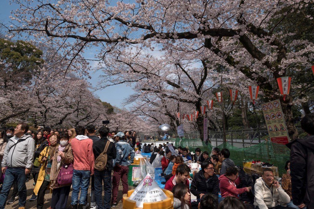 Japan cherry blossom festivals canceled as virus fears grow