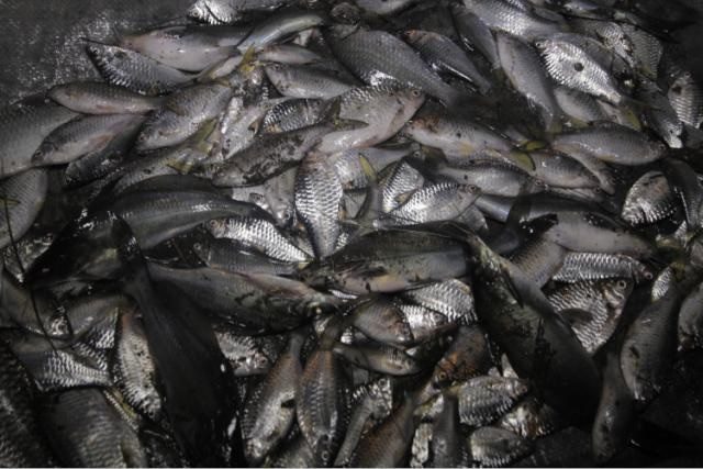 Ribuan ikan ditemukan mati mendadak di sungai di Bantul