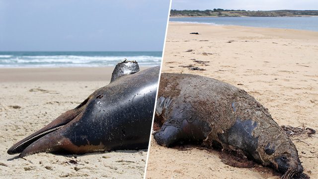 Dead dolphins, diseased seals wash up on U.S. shores