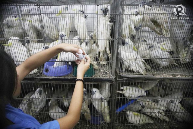 Philippines seizes hundreds of smuggled animals