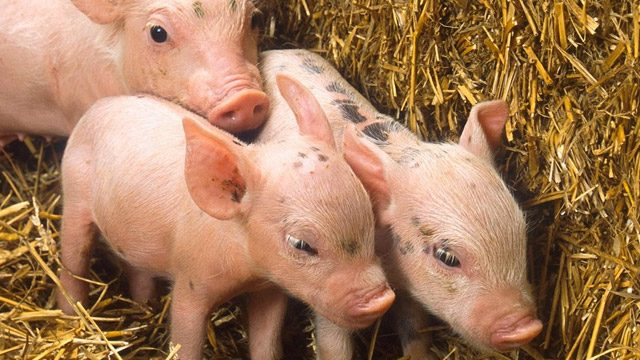 Scientists gene-edit piglets, bringing transplants to humans closer