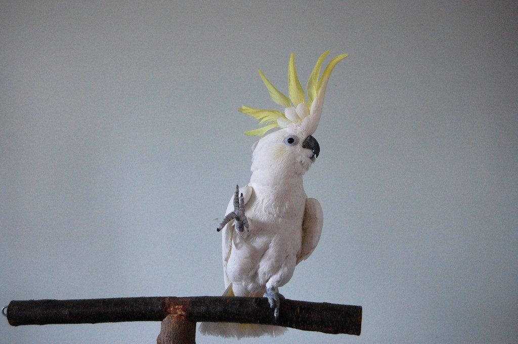 Birds just wanna have fun: Like humans, cockatoos love to dance