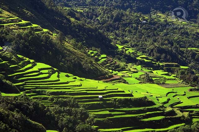 HERITAGE SITE. The Banaue rice terraces provide not only rice but also help preserve culture and tradition among the Ifugaos.