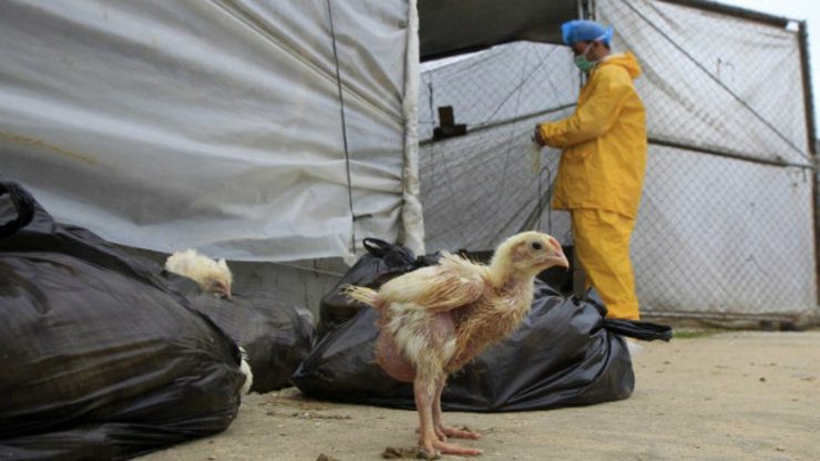 Egypt reports 10th bird flu death this year