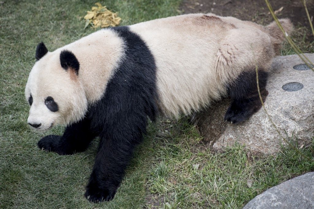 Sick of lockdown: Panda escapes confinement in Copenhagen zoo