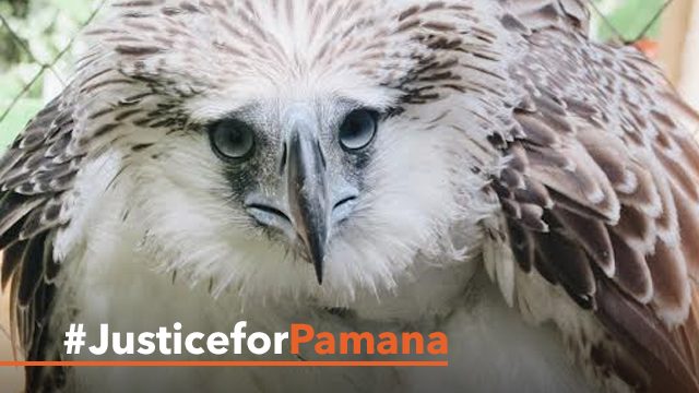 Stars, advocates demand #JusticeforPamana