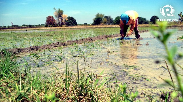 Crop damages due to dry spell now worth P2.19B