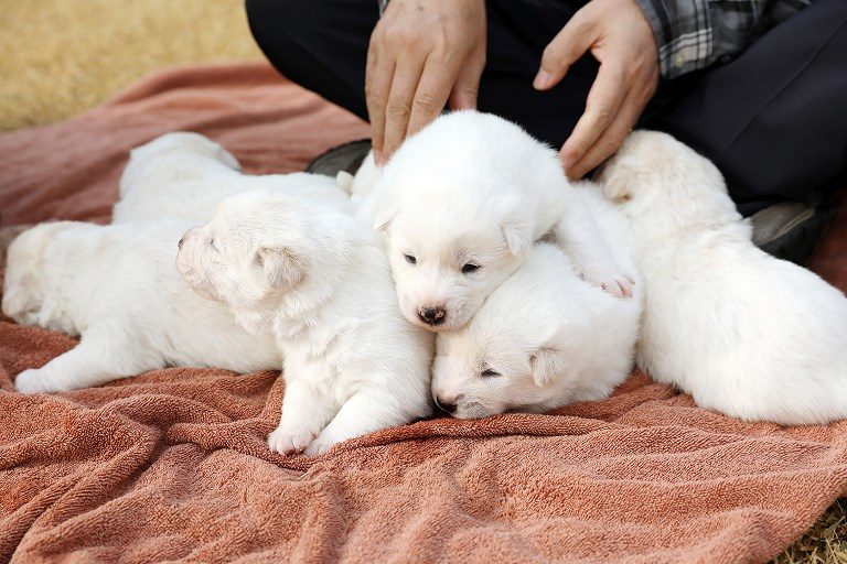Doggy diplomacy: South Korea unveils newborn Northern pups