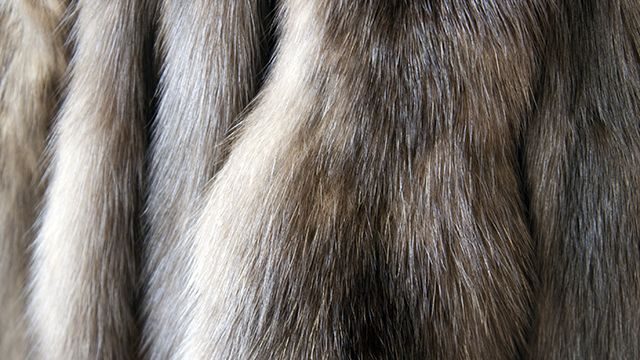 Dispute erupts over New York fur ban proposal