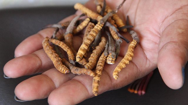 ‘Himalayan Viagra’ under threat from climate change