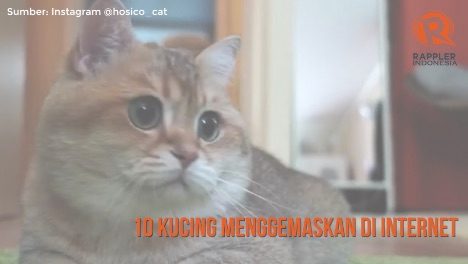 SAKSIKAN: 10 kucing menggemaskan di internet