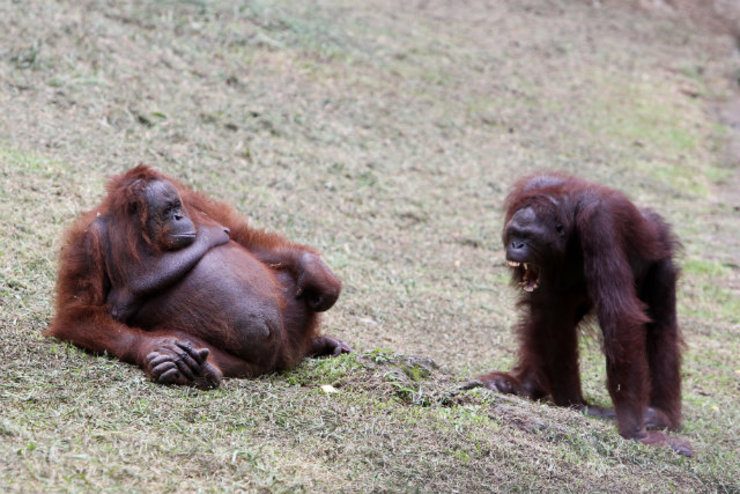 Planet of the dying apes: experts sound alarm over shrinking habitats