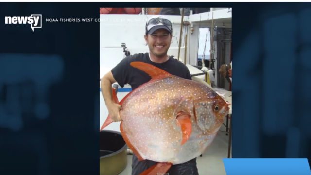 How the opah fish survive in the deep, cold ocean