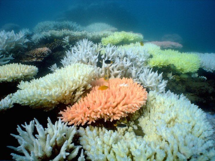 Global warming blamed for Pacific coral bleaching