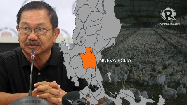 Bird flu confirmed in 2 Nueva Ecija towns – Piñol
