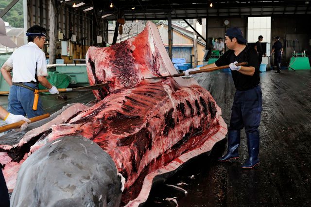Japan cuts Antarctic whale quota