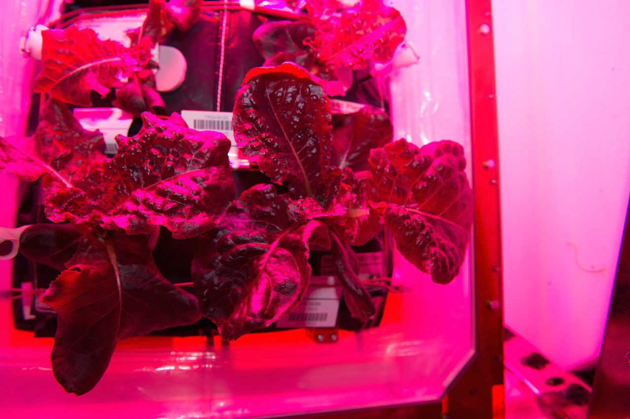 Astronauts to take first bite of space-grown lettuce