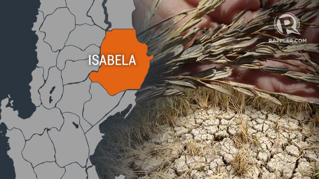 Isabela urged to declare state of calamity as crop damage hit P1B